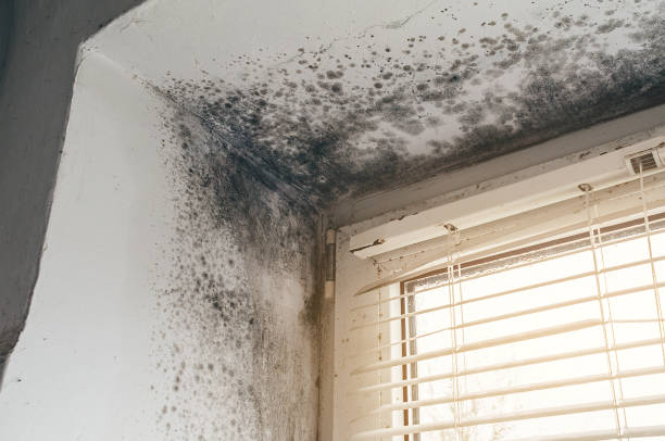 Affordable Attic Mold Removal solutions in Camden, NC
